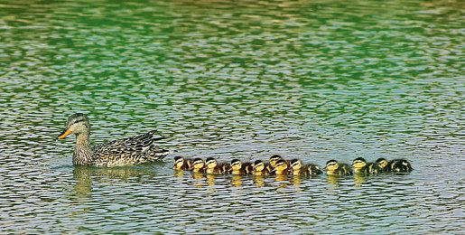 落入歧途的总是狗狗！超惊艳解谜游戏首次亮相